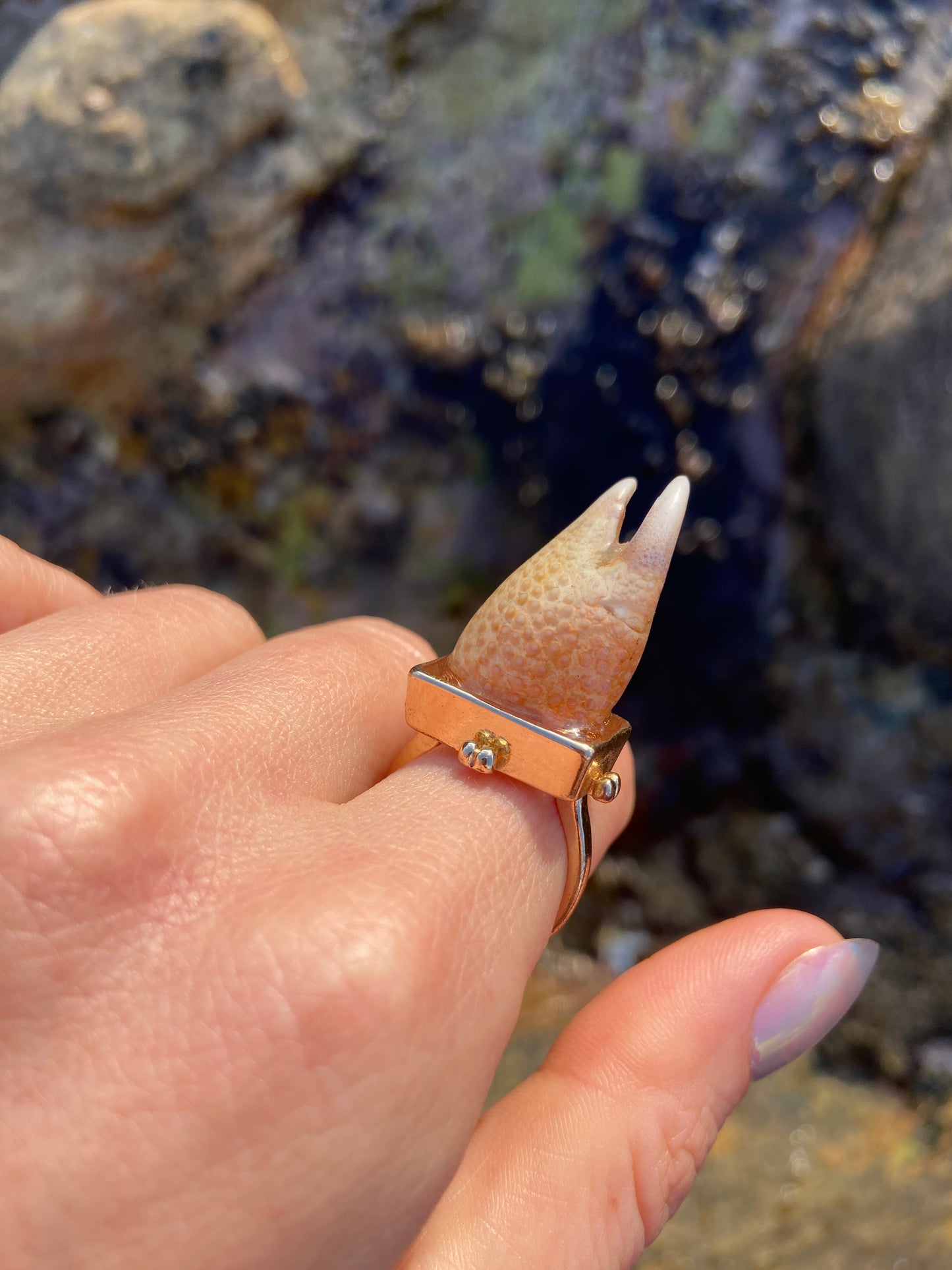 Crab Claw Ring | Size Q