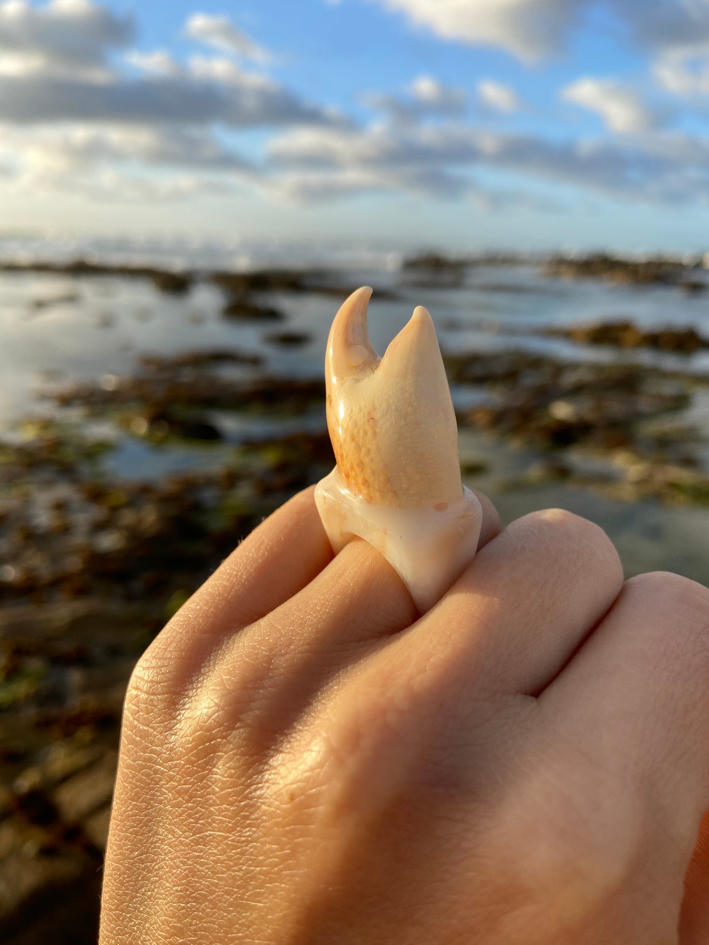 Crab Claw Ring | Size N