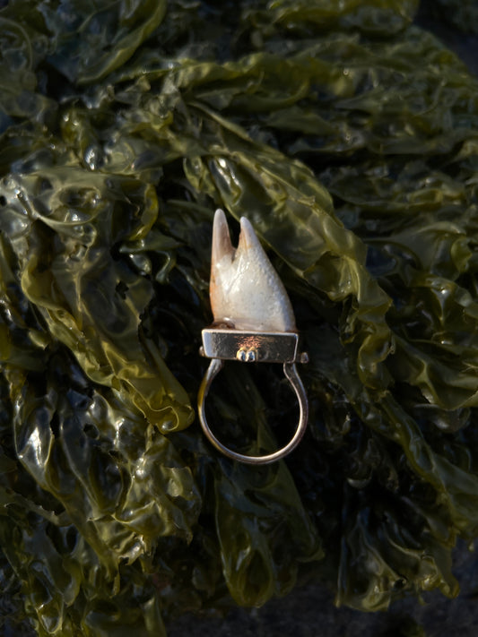 Crab Claw Ring | Size Q